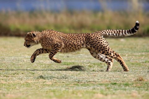 Cheetah (Acinonyx jubatus), subadult, half-grown young, hunting, running, running, Western Cape,