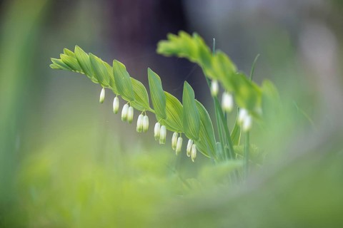 Angular Solomon's seal (Polygonatum odoratum) and grass in a green, spring-like environment,