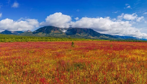 Blooming flowers Ivan tea or Willow-herb near Vachkazhets volcano on Kamchatka peninsula