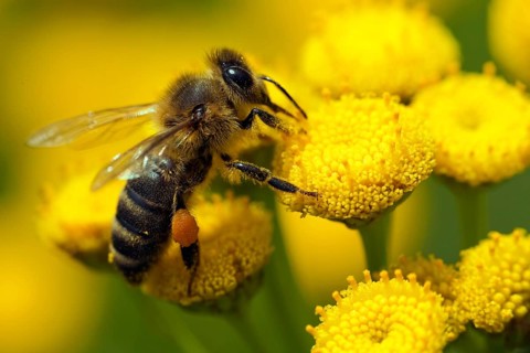 ?lose-up bee on yellow flower collects nectar