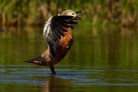 Ruddy Shelduck in nature reserve Kocks Loch, Mülheim an der Ruhr. Ruddy Shelduck in nature reserve