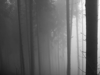 Cloud forest, black and white
