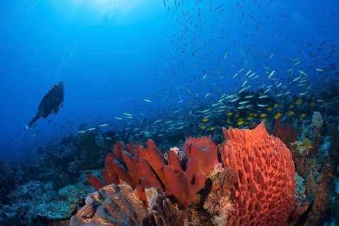 Various sponges on the reef, Kai Islands, Moluccas, Indonesia, Asia
