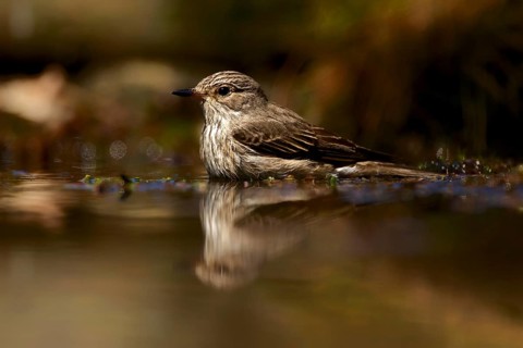 Grey Flycatcher taking a bath. Spotted Flycatcher taking a bath