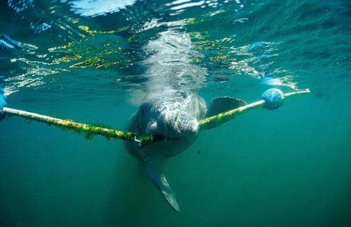 Round-tailed manatee nibbling on dew, Trichechus manatus latirostris, USA, Florida, FL, Crystal