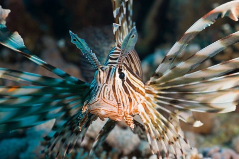 Lionfish, Pterois volitans, Safaga, Red Sea, Egypt, Africa