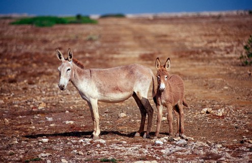 Wild donkeys, Netherlands Antilles, Bonaire