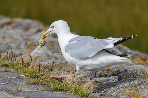 Herring Gull (Larus argentatus) eating a crab in the harbour of Juist, East Frisian Islands,