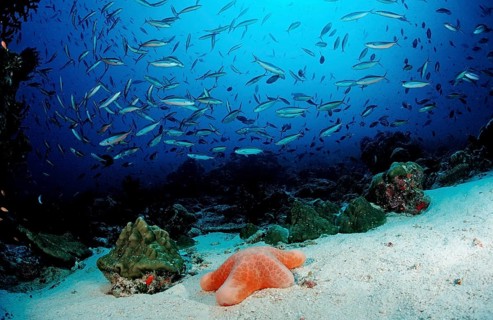 Shoal of neon fusiliers and cushion starfish, Pterocaesio tile, Choriaster granulatus, Maldives,