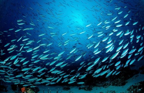 Shoal of yellow-striped fusiliers, Caesio caerulaurea, Maldives, Indian Ocean, Meemu Atoll, Asia