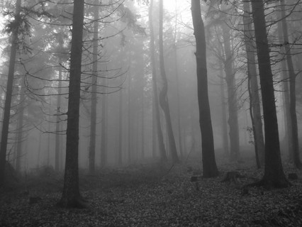 Cloud forest, black and white