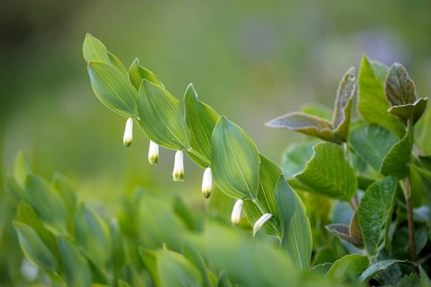 Angular Solomon's seal (Polygonatum odoratum) and grass in a green, spring-like environment,