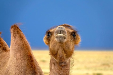 Bactrian camel portrait in steppe under storm sky, Mongolia, Asia