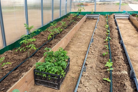 Rows of tomato and cucumber plants growing inside greenhouse with drip irrigation