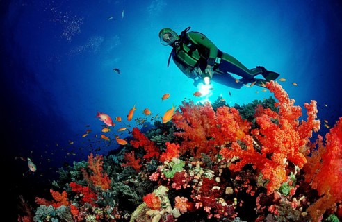 Diver and red soft corals, Acropora divaricata, Sudan, Africa, Red Sea, Africa