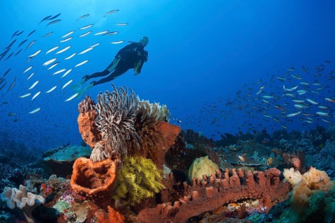 Various sponges on the reef, Kai Islands, Moluccas, Indonesia, Asia