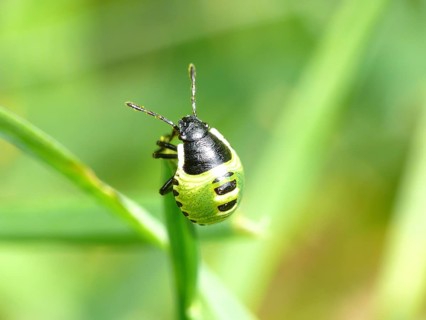 Small bug