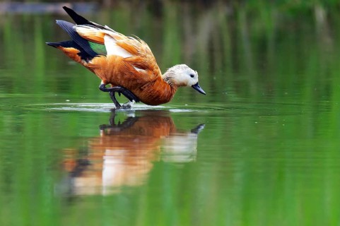 Ruddy Shelduck in nature reserve Kocks Loch, Mülheim an der Ruhr