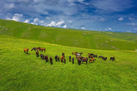 Aerial view of herd of horses grazing on slope meadow in summer. Caucasus montains