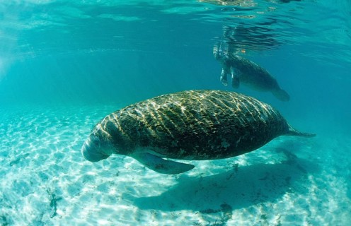 Round-tailed manatee, mother and calf, Trichechus manatus latirostris, USA, Florida, FL, Crystal