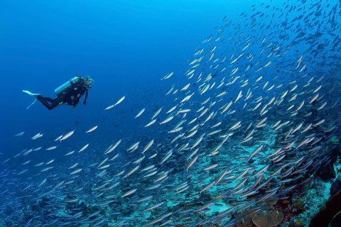 Swarm of neon fusiliers, Pterocaesio tile, Kai Islands, Moluccas, Indonesia, Asia