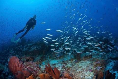 Swarm of neon fusiliers, Pterocaesio tile, Kai Islands, Moluccas, Indonesia, Asia