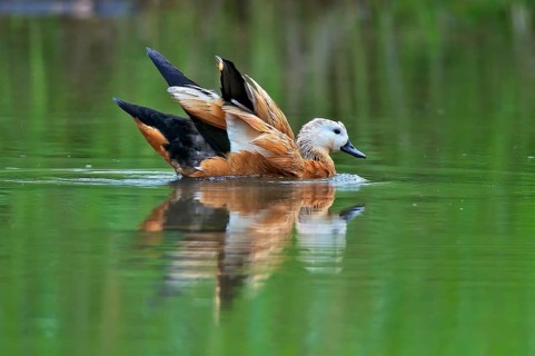 Ruddy Shelduck in nature reserve Kocks Loch, Mülheim an der Ruhr