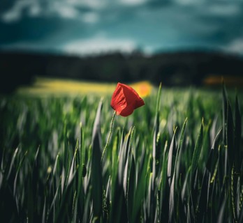 Single poppy flower in the field