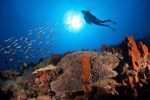 Coral reef with lettuce coral, Pectinia lactuca, Kai Islands, Moluccas, Indonesia, Asia