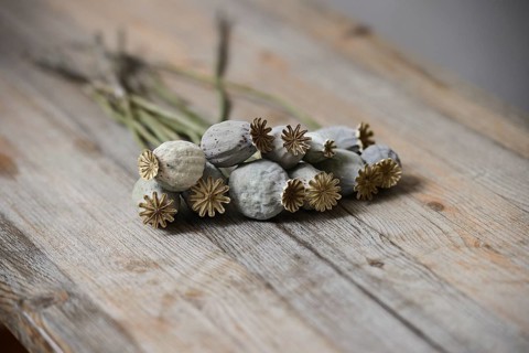 Dried poppy seed heads on wooden table
