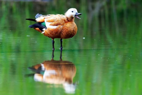 Ruddy Shelduck in nature reserve Kocks Loch, Mülheim an der Ruhr