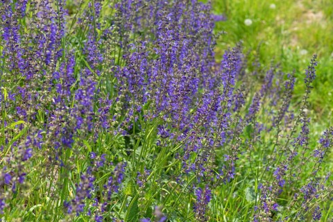 Meadow sage (Salvia pratensis), Bavaria Germany