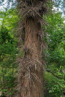 Honey Locust (Gleditsia triacanthos), Garden Erlangen, Middle Franconia, Bavaria, Germany, Europe