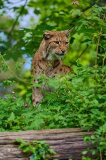 Eurasian lynx (Lynx lynx), walking through the forest and observing attentively, its brown fur and