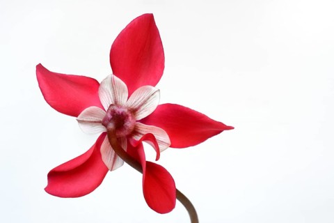 Cyclamen 'Exclusive Petticoat', Cyclamen spec, studio shot