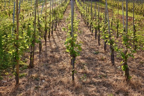 Vines (Vitis vinifera) on a vineyard with backlight in Bremm, district of Cochem-Zell,