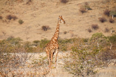 Angola giraffe (Giraffa camelopardalis angolensis), near Khowarib, Damaraland, Kunene Region,