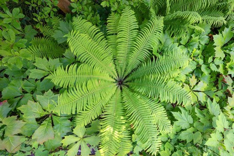 Ostrich fern (Matteuccia struthiopteris), Bavaria, Germany, Europe