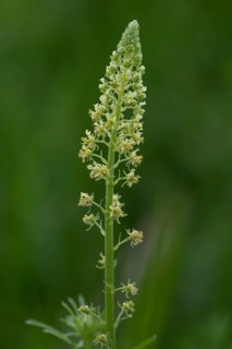 Flowers of the Yellow Reseda (Reseda lutea), Bavaria, Germany, Europe