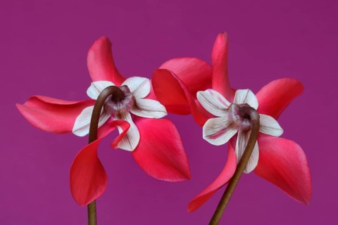 Cyclamen 'Exclusive Petticoat', Cyclamen spec, studio shot