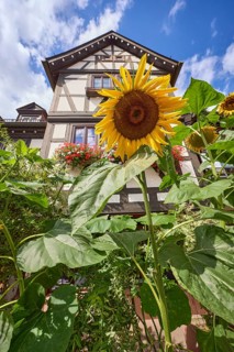 Sunflower in front of a half-timbered house against blue sky with cumulus clouds in Michelstadt,