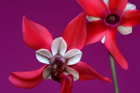 Cyclamen 'Exclusive Petticoat', Cyclamen spec, studio shot