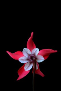 Cyclamen 'Exclusive Petticoat', Cyclamen spec, studio shot