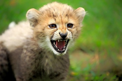 Cheetah, Northeast African cheetah (Acinonyx jubatus soemmeringii), young, snarling, threatening,