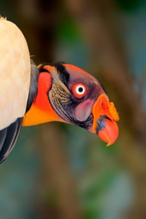 King Vulture (Sarcoramphus papa), adult Portrait alert, South America
