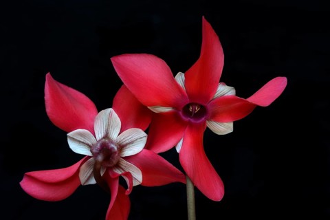 Cyclamen 'Exclusive Petticoat', Cyclamen spec, studio shot