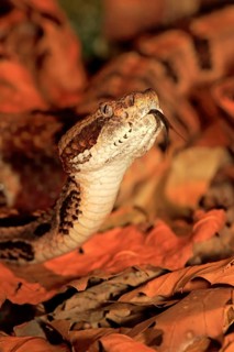 Forest rattlesnake (Crotalus horridus), lambing, USA, North America