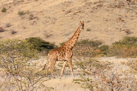 Angola giraffe (Giraffa camelopardalis angolensis), near Khowarib, Damaraland, Kunene Region,