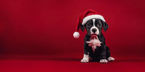Banner with cute dog puppy with santa hat in front of red background with copy space. Generative