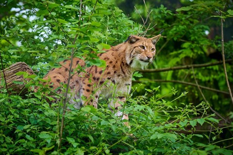 Eurasian lynx (Lynx lynx), sitting in the forest and observing attentively, its brown fur and